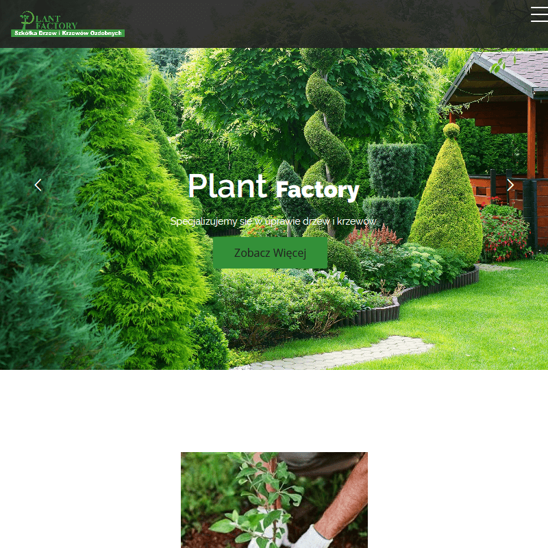 Grójec - jałowiec skalny sadzonki